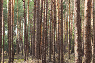 Close-up of pine forest tree trunks. Beautiful Poland forest landscape in sunny autumn day. Ecology concept.