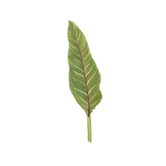 Fototapeta premium Tropical leaf watercolor illustration