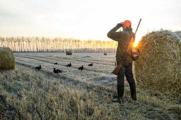  man hunter looks up through binoculars against a wilderness at sunrise. hunt on the black grouse....