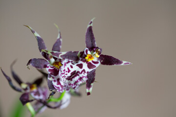 Cambria orchid flower, flower macro, copy space