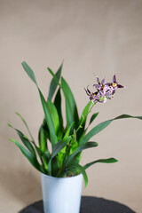 Cambria orchid flower in white pot, studio shot. houseplant
