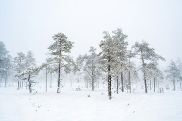 Foggy cold bog with conifers in winter