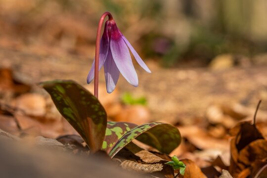 The fragile spring flower, the dogtooth violet, or a dens-canis, growing in the forest with dry leaves on the ground. Blurry brown background.