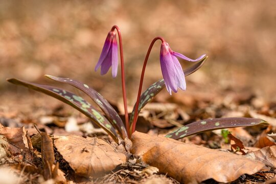 The fragile spring flowers, the dogtooth violet, or dens-canis, growing in the forest with dry leaves on the ground. Blurry brown background.