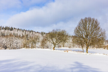 Trees on a snowy field at winter