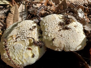 mushrooms in the forest
