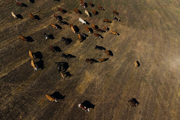 A herd of cows grazing in an autumn field