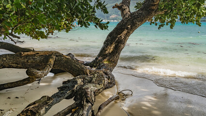 The picturesque sloping trunk of a tropical tree on a sandy beach is washed by waves. Green foliage over the turquoise ocean. Seychelles