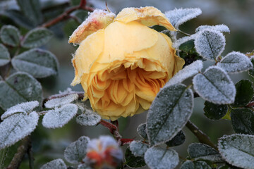 Closeup of vintage retro roses in winter with frozen frost on the petals on a cold winters day.
