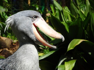 上野動物園のハシビロコウ