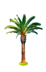 Tropical palm tree on a white background