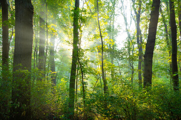 Die Sonne scheint durch Bäume und Nebel im Wald