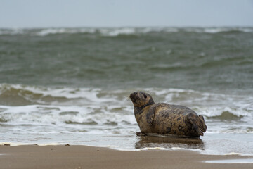 A single seal relaxes on the beach before a background of heavy surf and dark weather