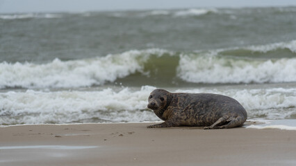 A single seal relaxes on the beach before a background of heavy surf and dark weather