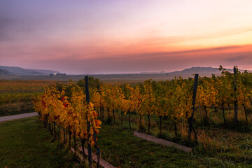 Naklejka premium in den Weinbergen vor Sonnenaufgang