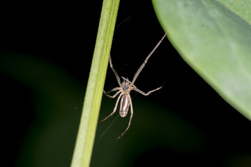 spider on a plant