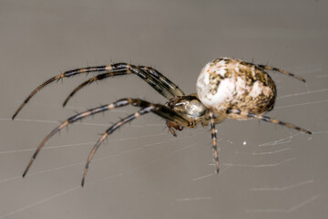 spider macro photo