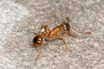 Ant macro photo