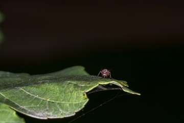 fly on a leaf