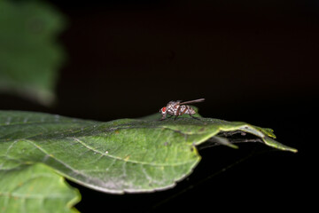 fly on a leaf