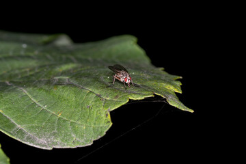 fly on a leaf