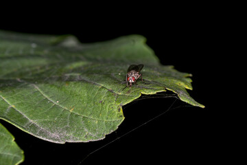 fly on a leaf