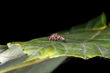 fly on a leaf