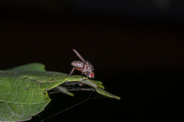 fly on a leaf