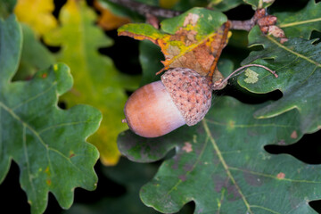 acorn