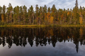 Fototapeta na wymiar Autumn forest on the coast of Patoniva River, Oulanka National Park