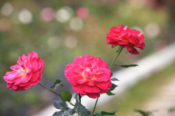 blooming romantic fresh colorful Roses,beautiful red Roses in full bloom in the garden 