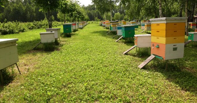 A row of colorful beehives in a beehive farm. Many hives for collecting nectar by bees, natural honey extraction in the village