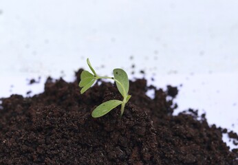 Closeup of Fenugreek Sapling or Methi Plant in Soil with Seeds with Selective Focus