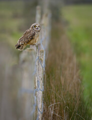Owl sitting on fence post in wetlands with selective focus and narrow depth of  field