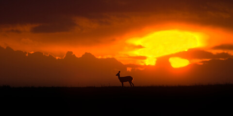 Naklejka na ściany i meble Roe deer, Capreolus capreolus. Majestic roe deer standing on the horizon at sunset. Beautiful colorful dramatic sky with clouds at sunset with rooe deer.