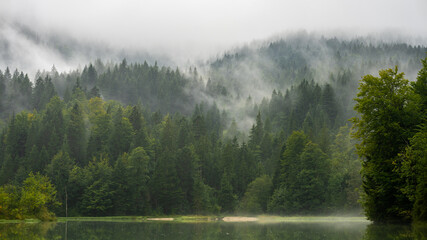 Herbstliche Waldlandschaft im Nebel