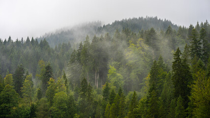Herbstliche Waldlandschaft im Nebel