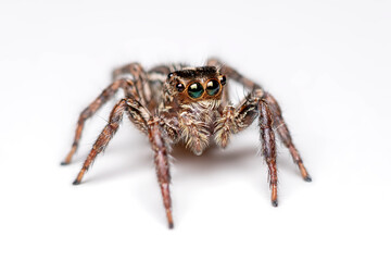 spider isolated on white.