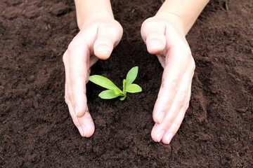 Women's hands hold the soil, protecting the sprout, new life.