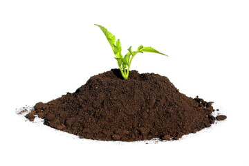 A small sprout begins to grow in a pile of soil.