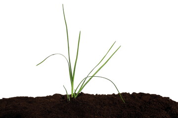 A small sprout begins to grow in a pile of soil.