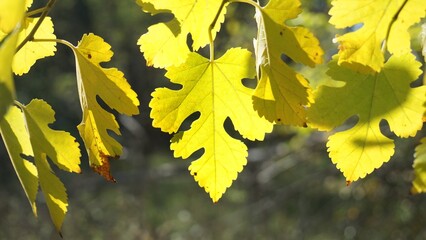 yellow orange leaves autumn on a branch on the ground