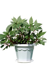 Fototapeta premium Indoor flower in a pot on a white background.