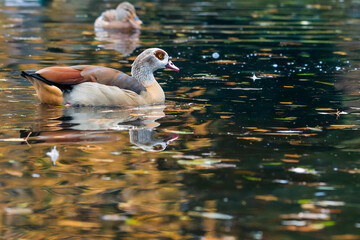 The Egyptian goose (Alopochen aegyptiaca). Duck swimming in the water