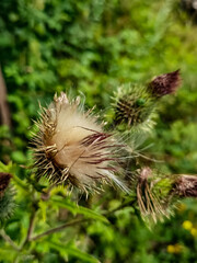thistle and thorns