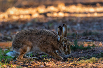 Rabbit in a field. Rabbit in the grass. Portrait of a hare