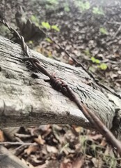 stump