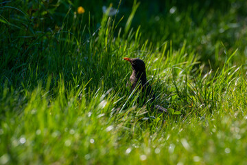 The common blackbird (Turdus merula). Blackbird on the grass