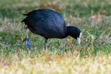 The Eurasian coot (Fulica atra)