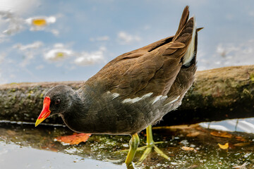 The common moorhen (Gallinula chloropus) on the lake. Walk on water